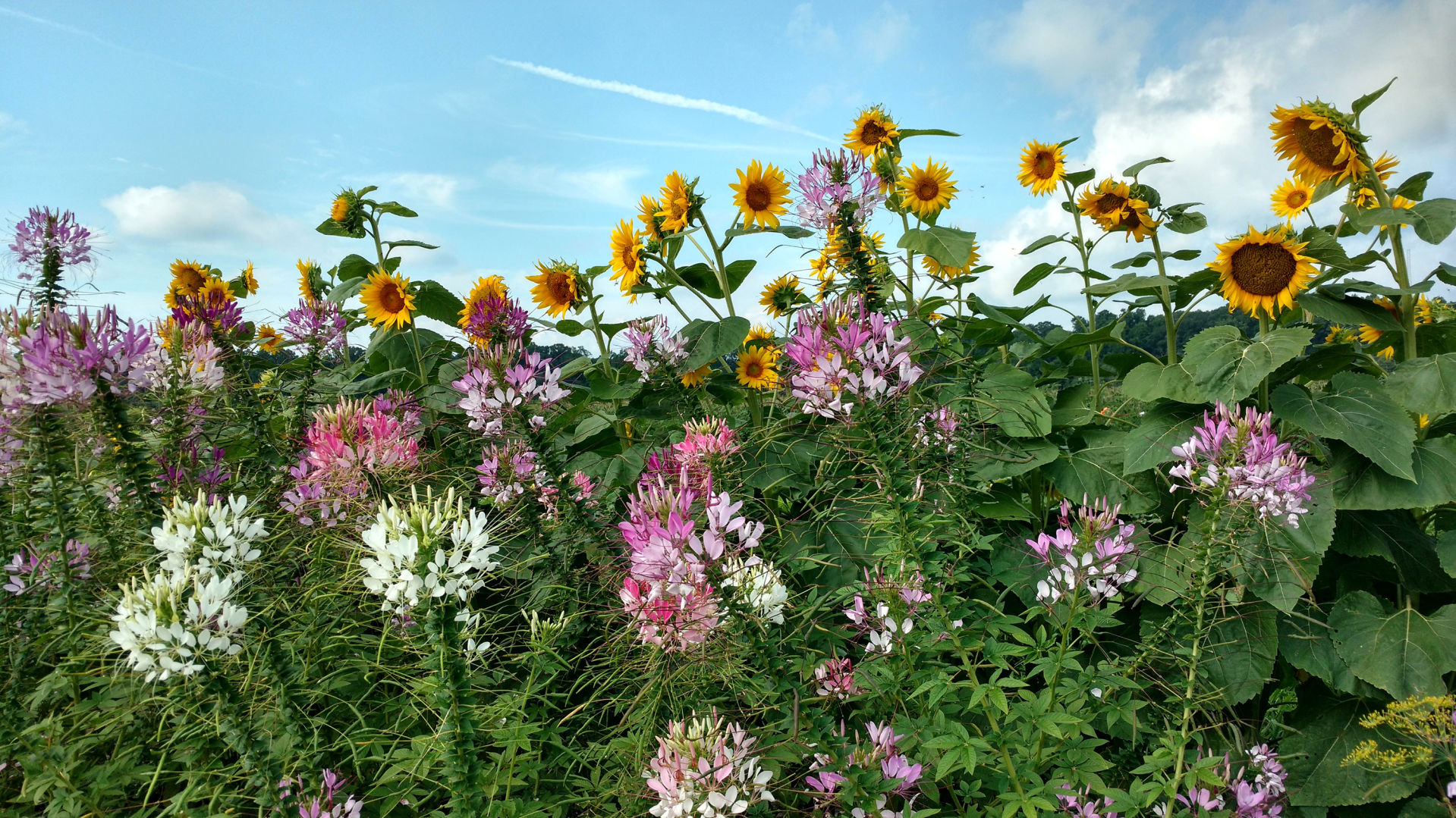 Sunflowers and cleome